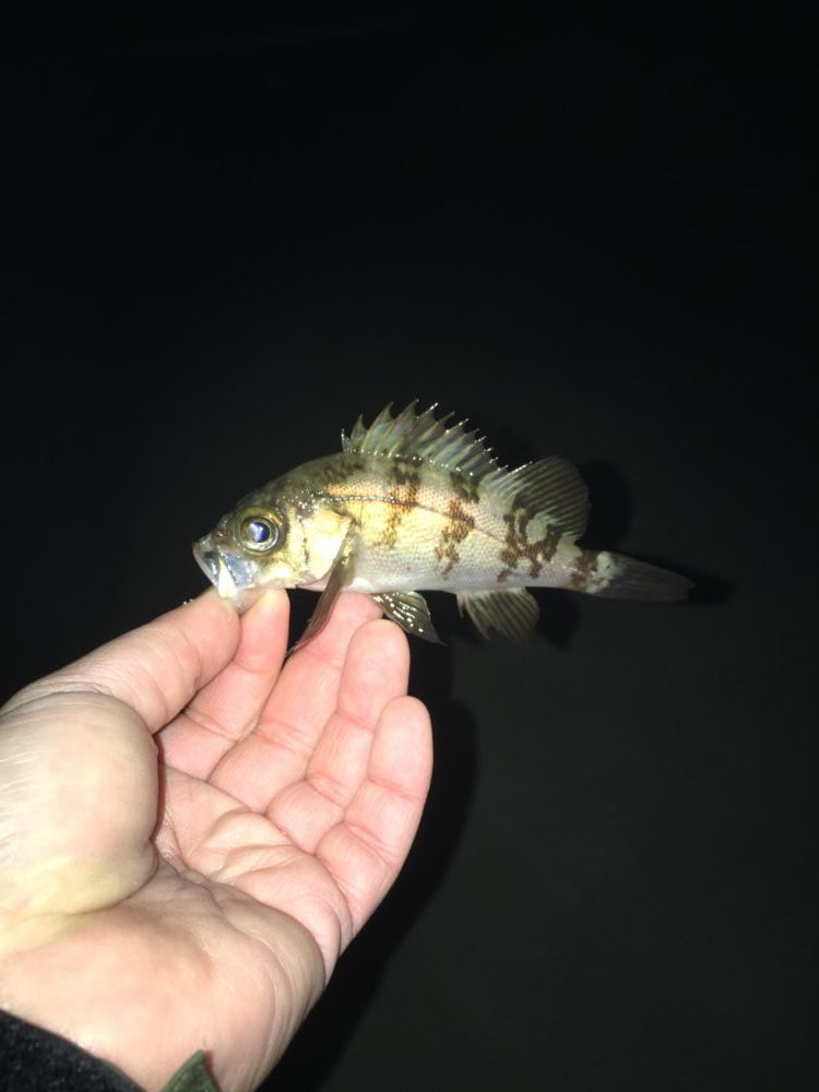 4月19日（金）の釣果